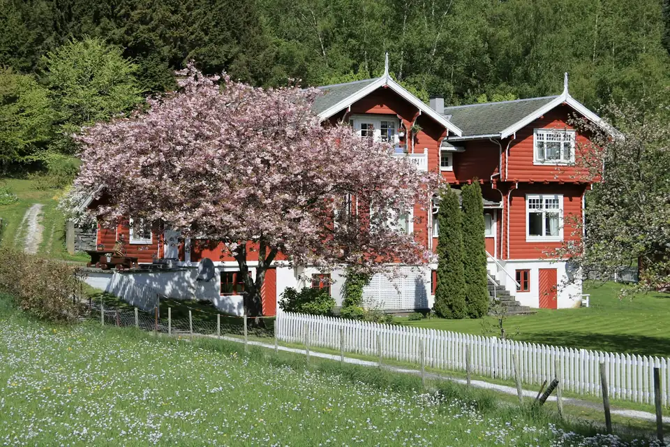 Rødt trehus med hvitt stakittgjerde og et blomstrende kirsebærtre en solfylt vårdag
